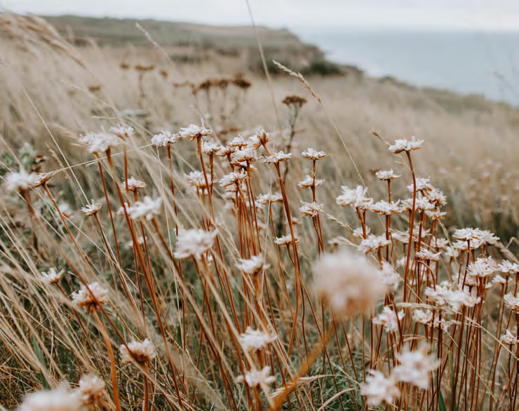 1757062405735254.bmp Norevo Honey Brochure EN22.bmp