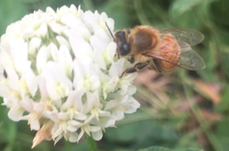 天然蜂蜜来之不易！