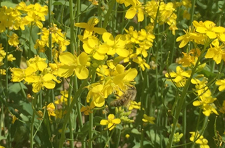 青海油菜，中国优质蜂蜜主产区