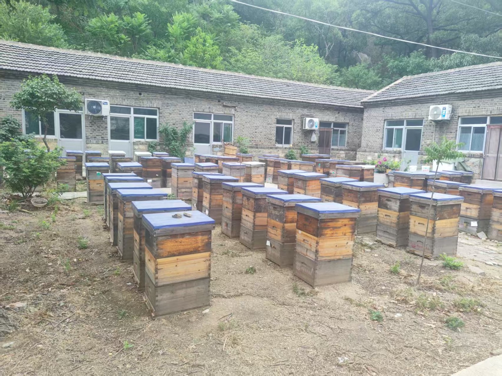 ladbrokes立博深入泰山蜂场学习之旅